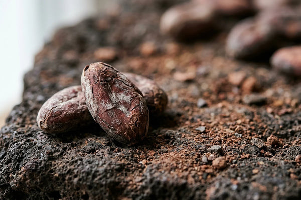 Cadmium chocolat : fèves de cacao brutes posées sur une pierre volcanique et de la terre sèche