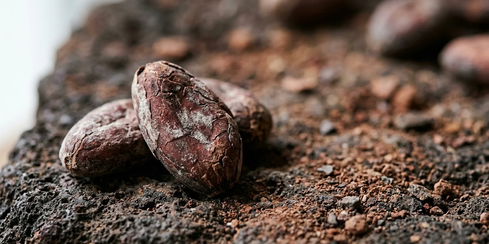 Cadmium chocolat : fèves de cacao brutes posées sur une pierre volcanique et de la terre sèche